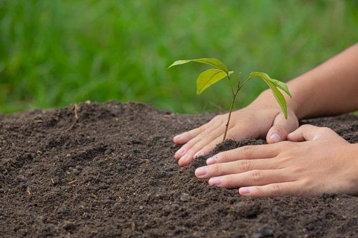 can-you-plant-a-tree-in-memory-of-someone-ok-easy-life